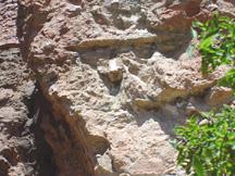 Fossil log protruding from face of clif